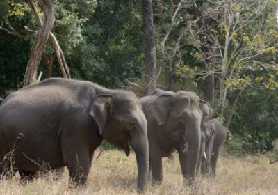 elephants-1